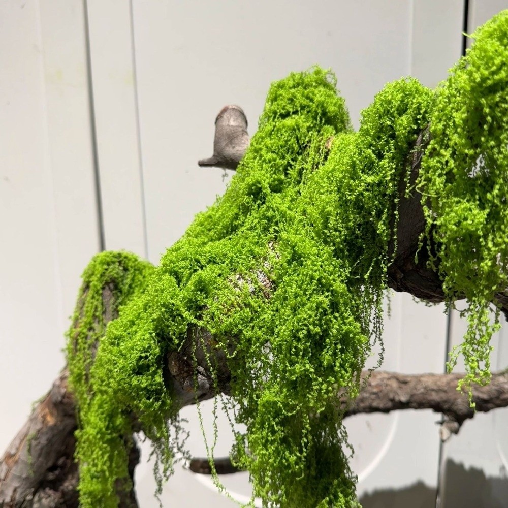 Terrarium Moss Art - Musgo Artificial de Poliéster para Artesanato